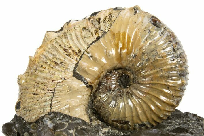 Iridescent Ammonite (Hoploscaphities) Fossil - South Dakota #318820